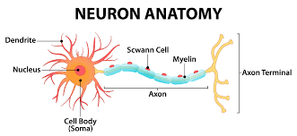 neuron